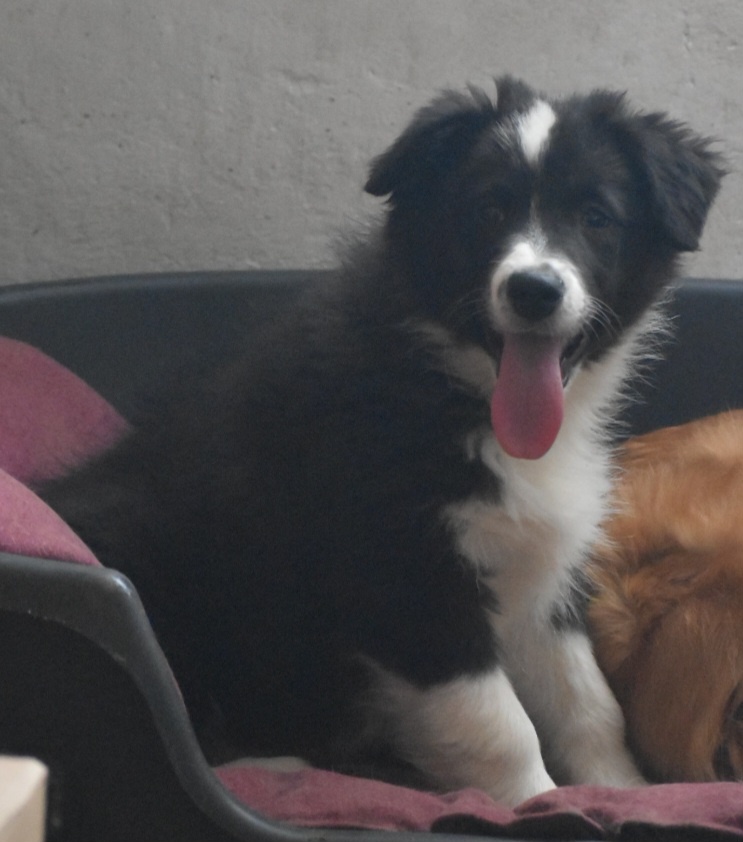 Border kolie s PP - 5