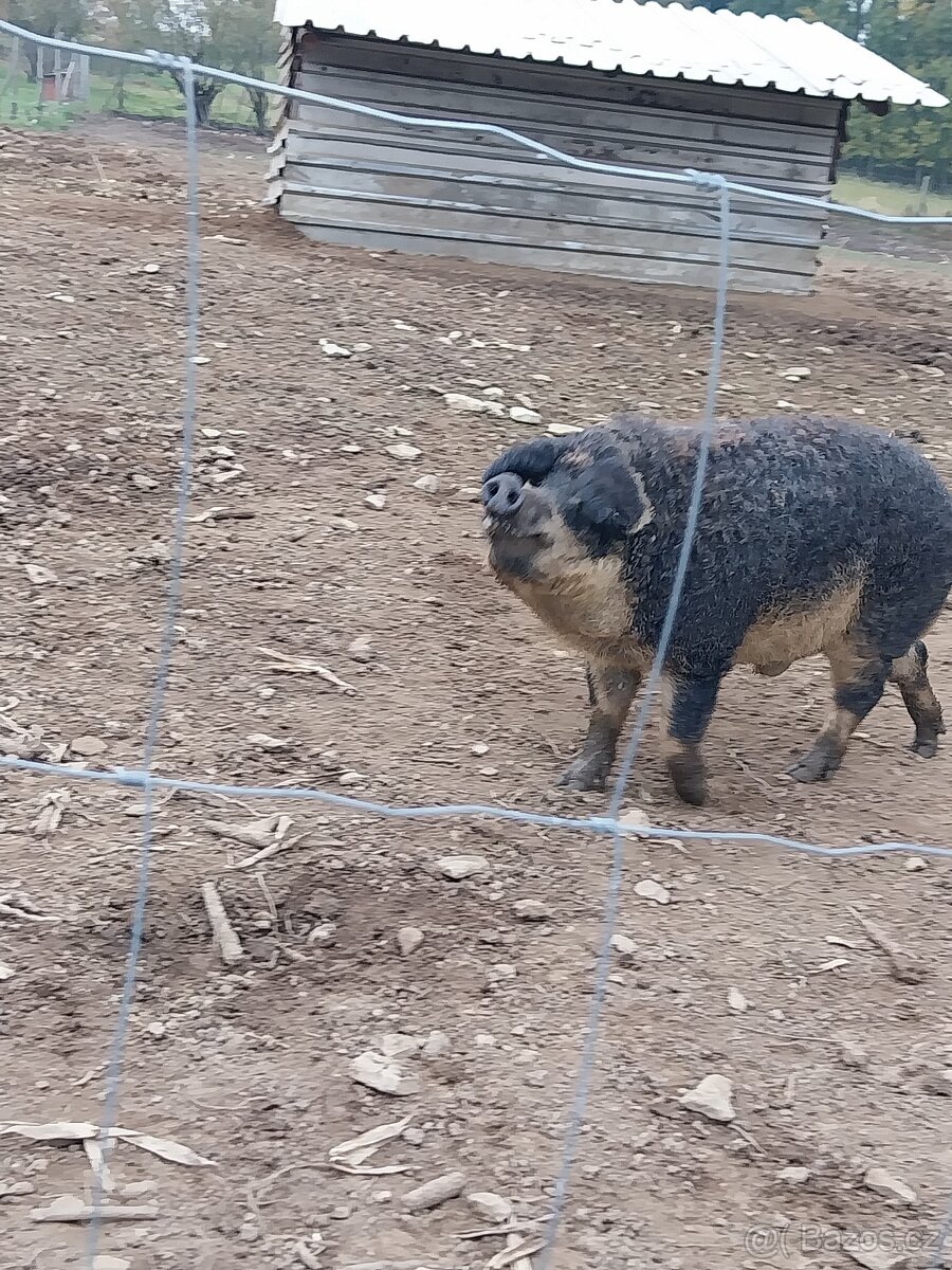 MANGALICE selata - 5