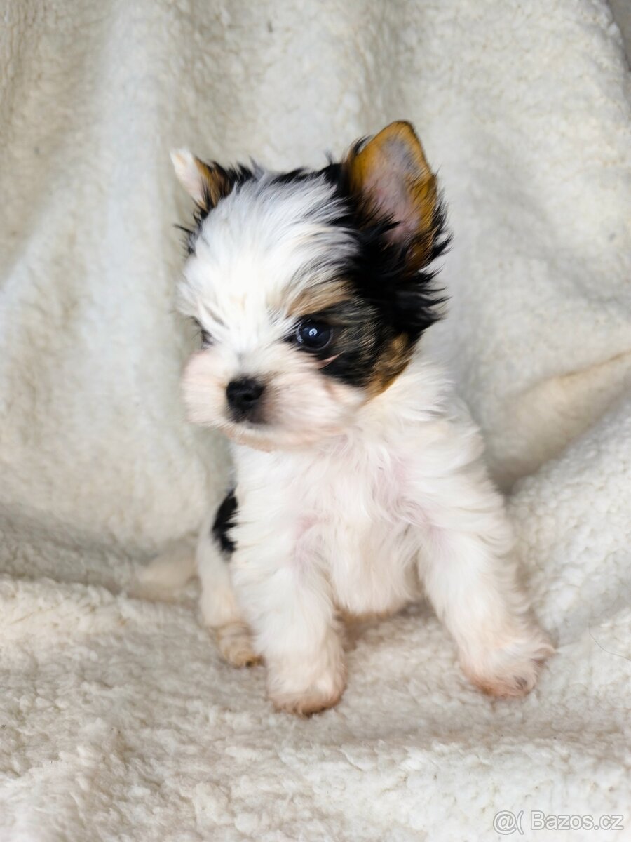 Biewer Yorkshire teriér FCI - 5