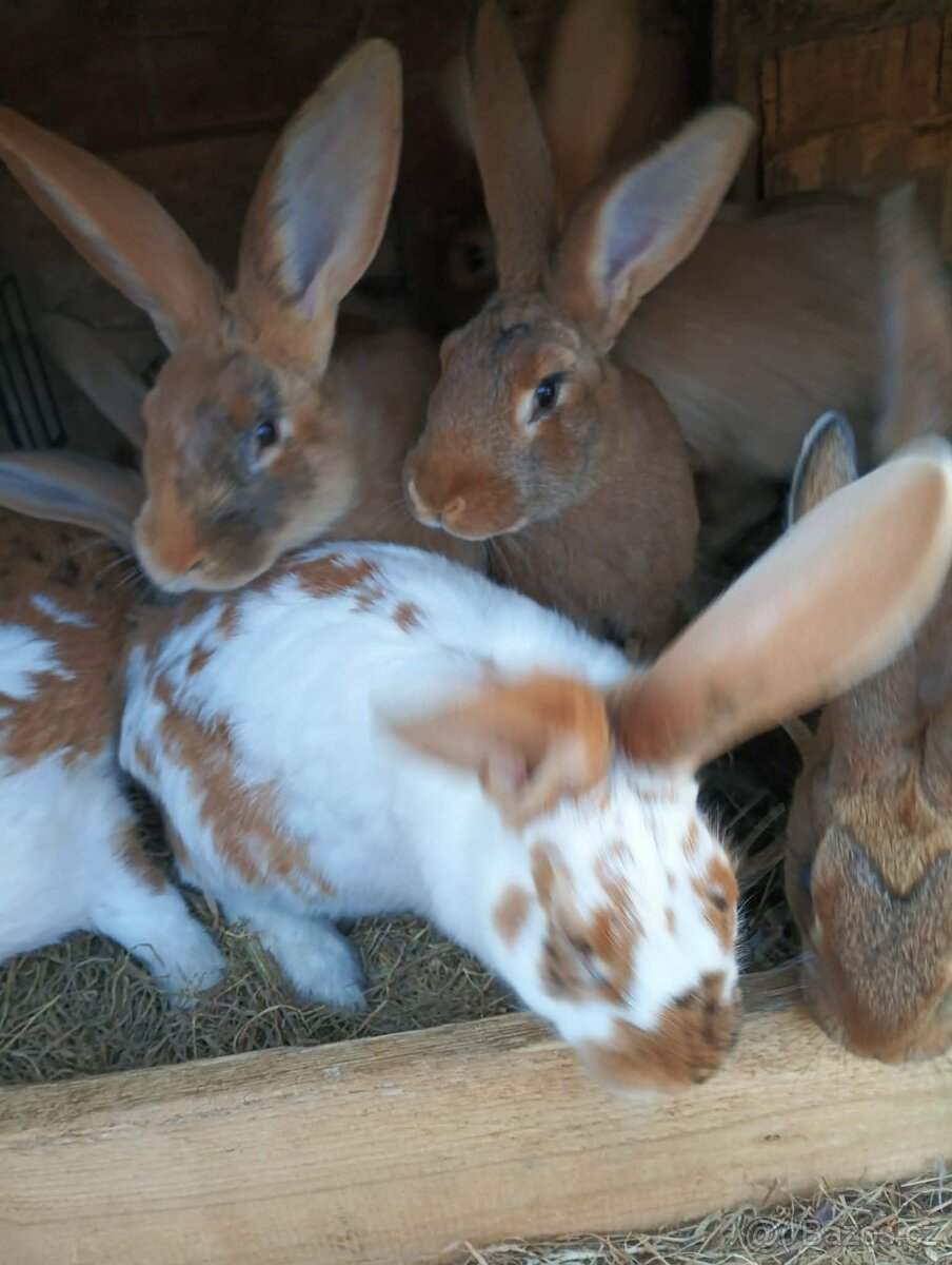 Králíci - 5