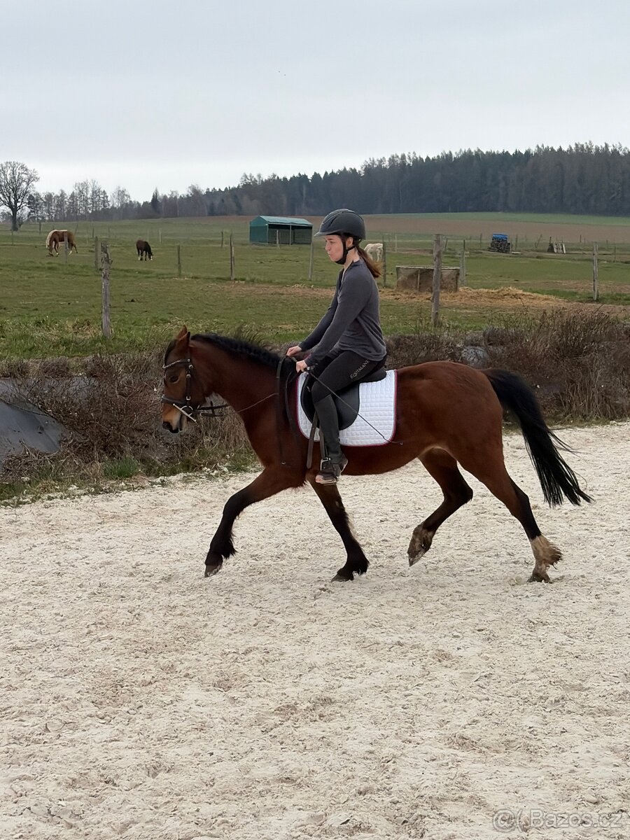 Klisna Welsh Pony - 5