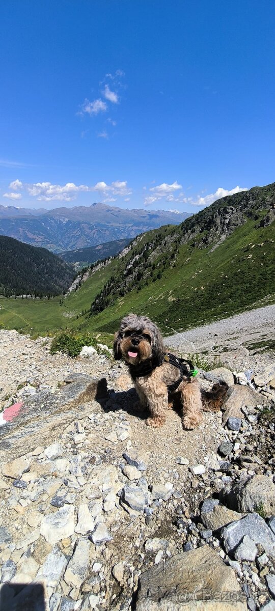 Cavapoo - pes ke krytí - 5