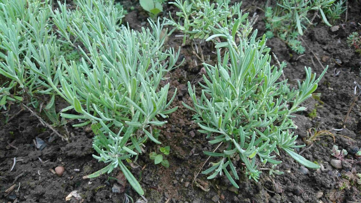 Levandule lékařská - 5