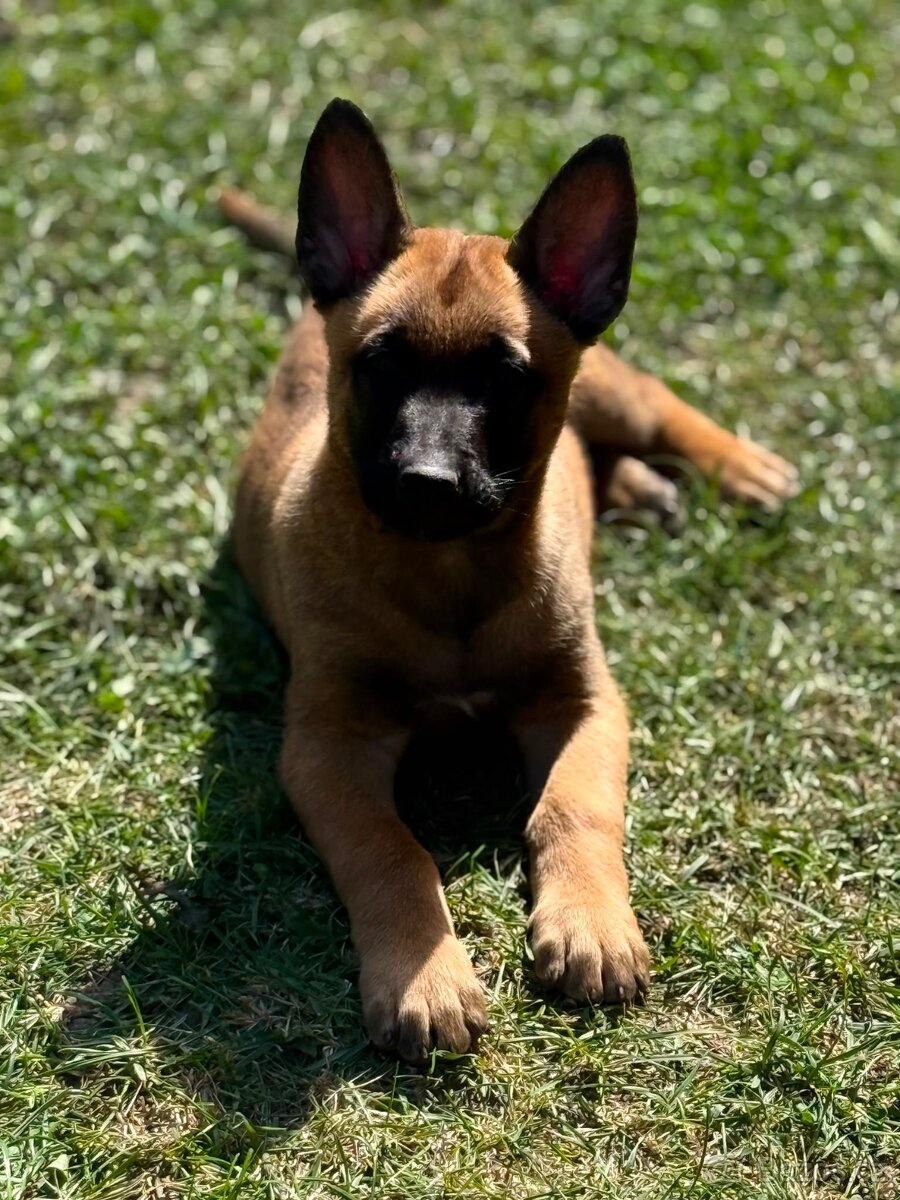 Belgický ovčák Malinois s PP - 5