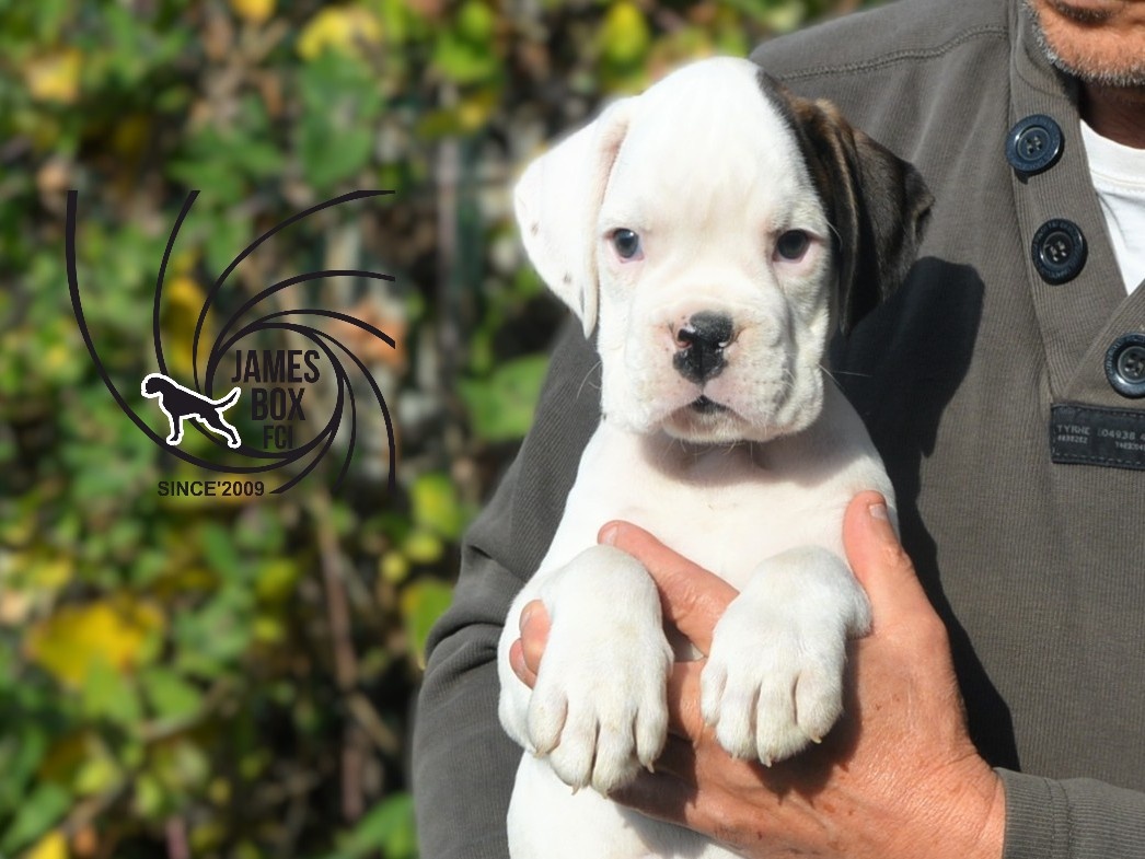 Nemecký boxer- bielý psík s PP - 5