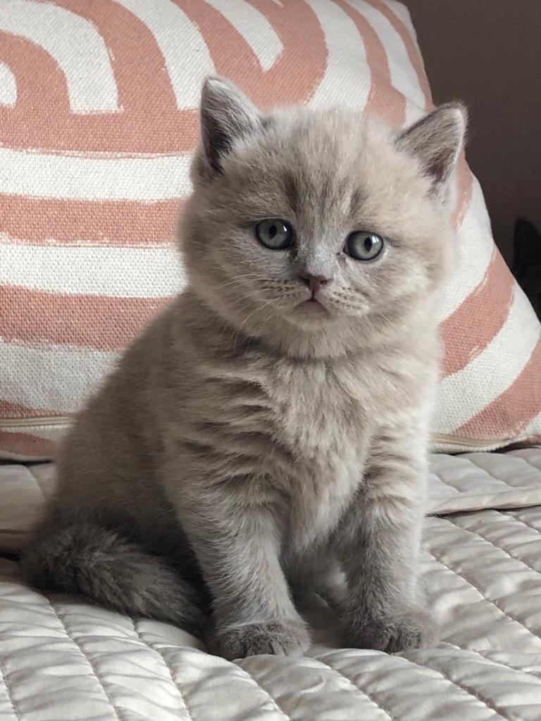 Britský kocourek ke krytí - 5