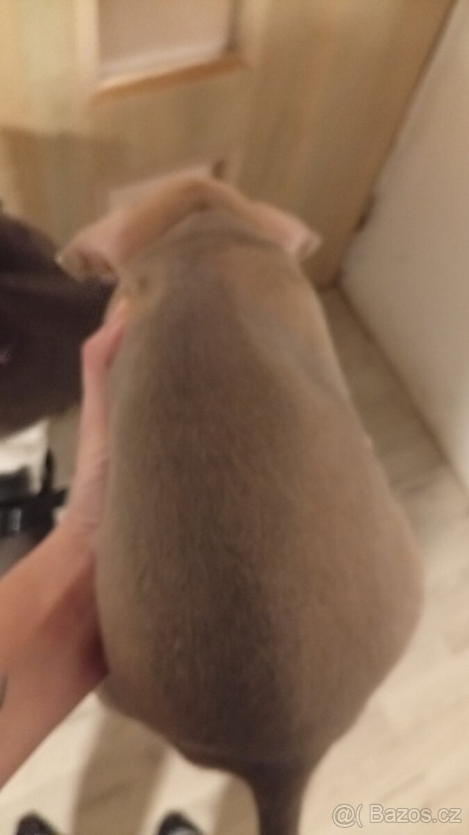 Americký stafordšírský teriér bez pp - 5