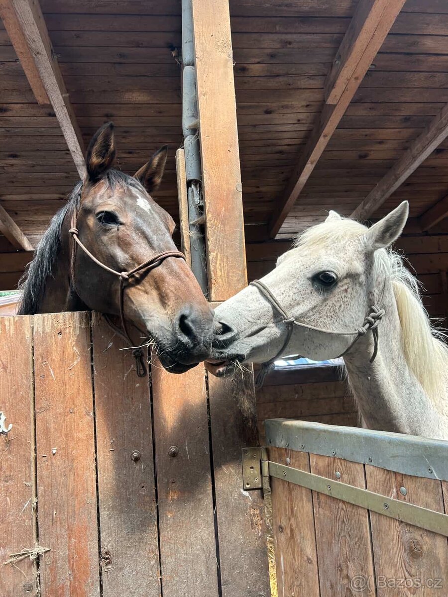 Kůň k pronájmu - 5