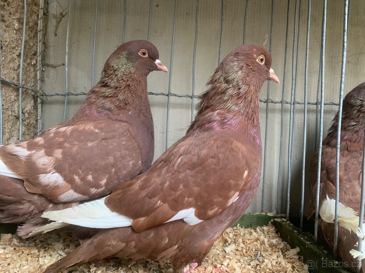 Polsky rys cerveny šupinatý - 5