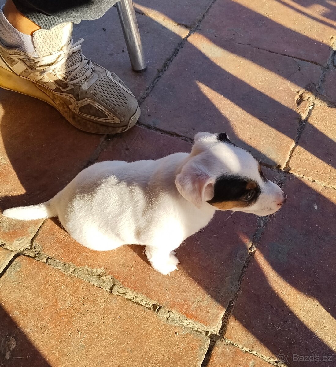 Jack Russell teriér - 5
