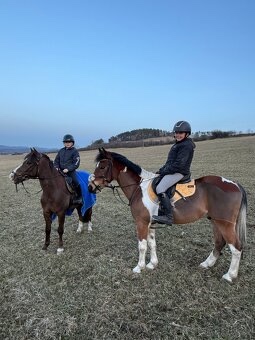 sportovní pony A - nová cena, - 5