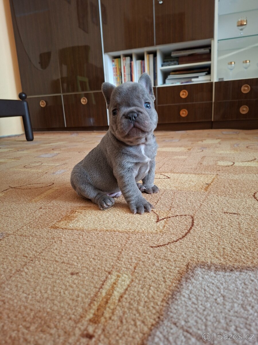 Francozský buldoček lilac - 5