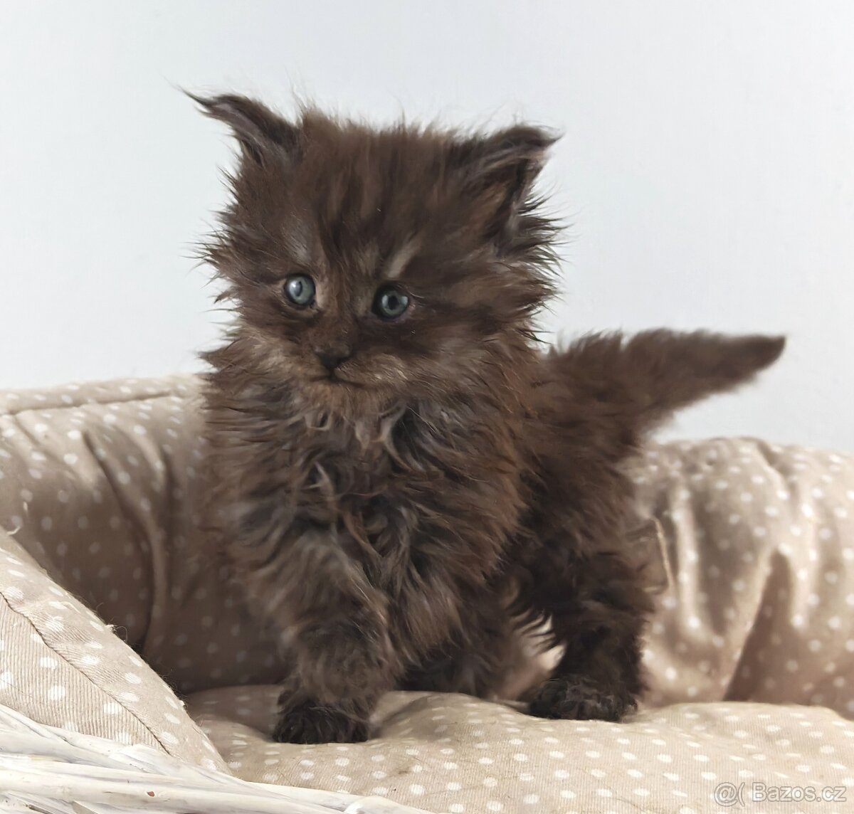 Mainská mývalí koťátka s PP - 5