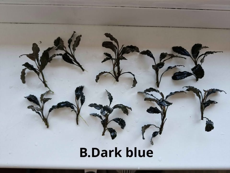 Becephalandra Dark blue,sp Red,Green broad leaf - 5