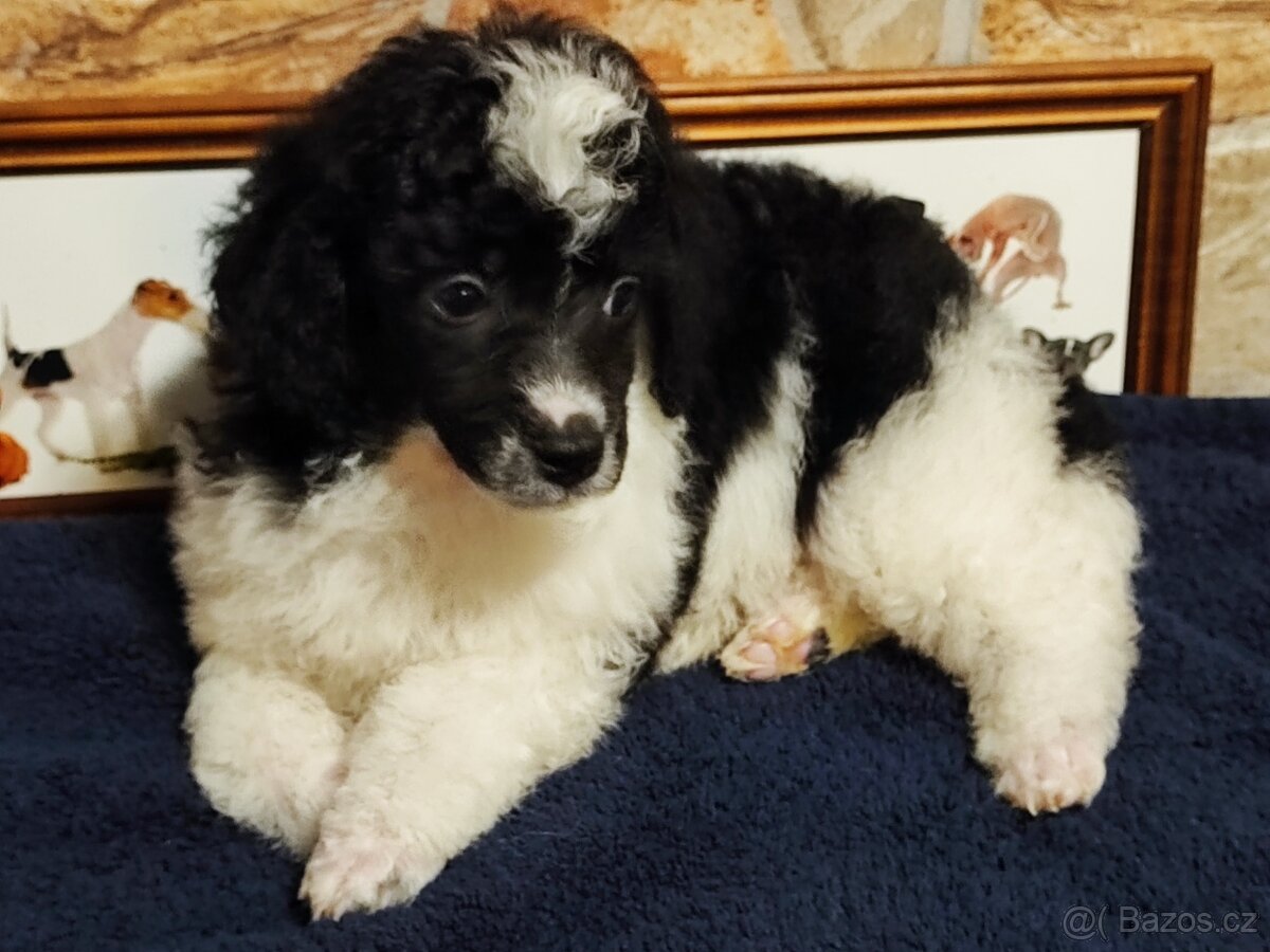 Pudl trpasličí černý a černobílý s P.P. - 5