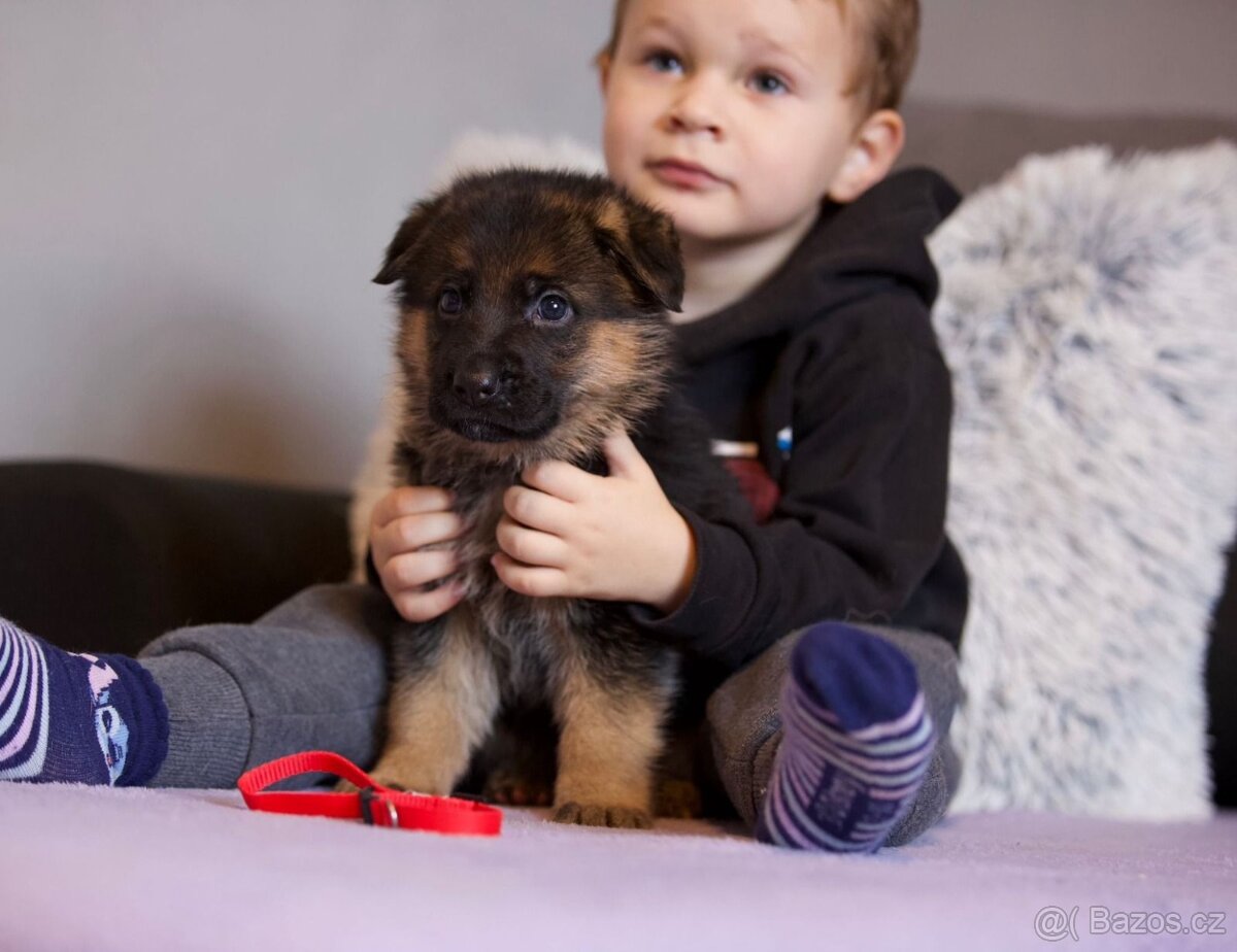 Německý ovčák štěňata - 5