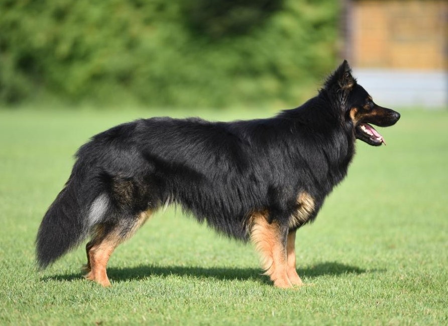 štěňátka chodského psa s PP - 5