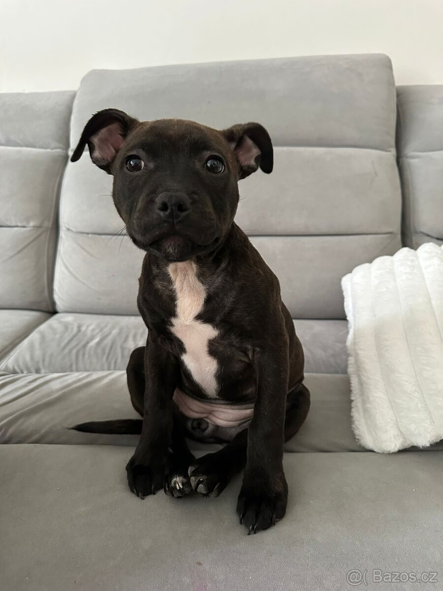 Stafordšírský bulteriér - 5