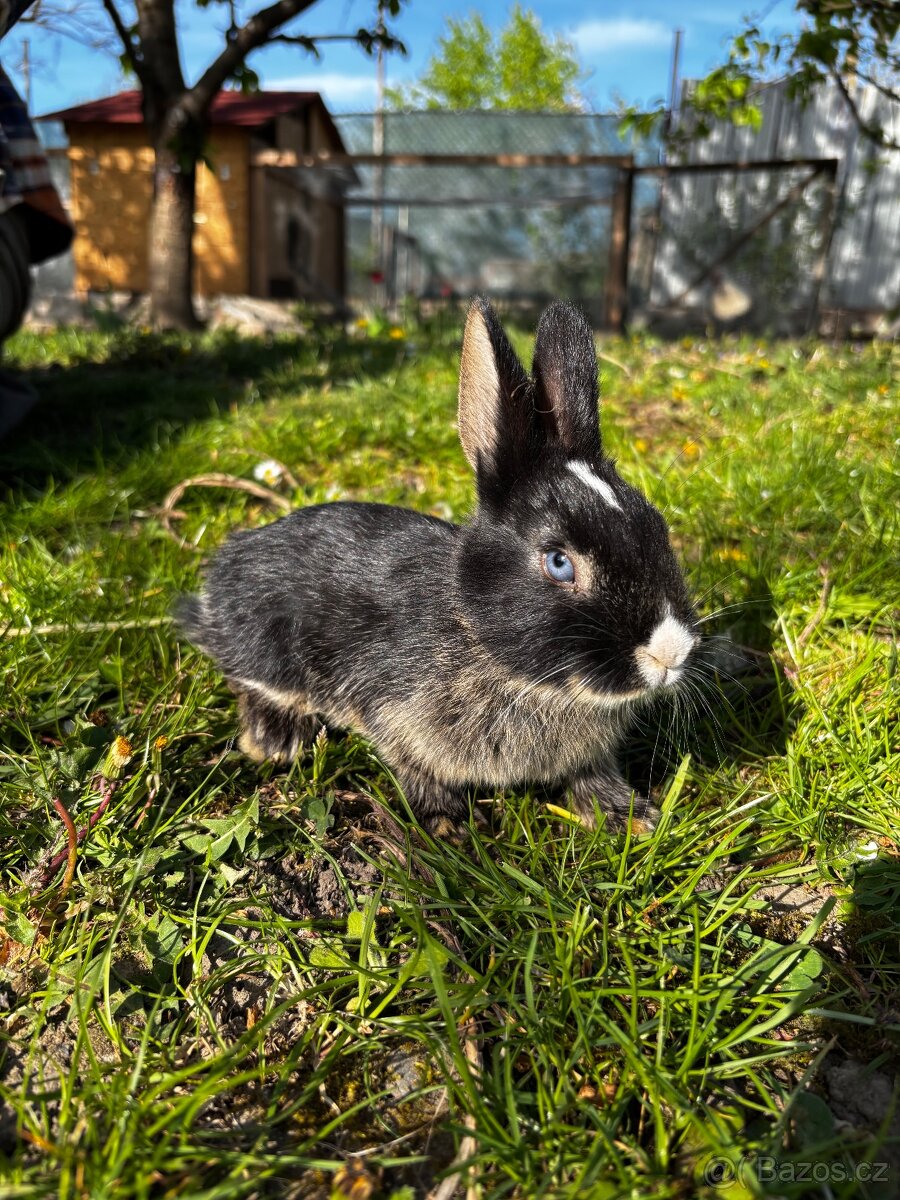 Králíci - 5