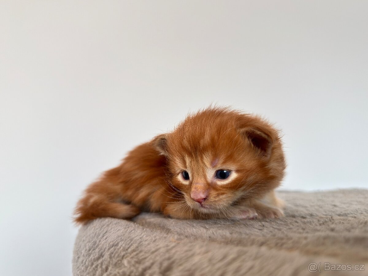 Mainská mývalí koťátka bez PP - 5