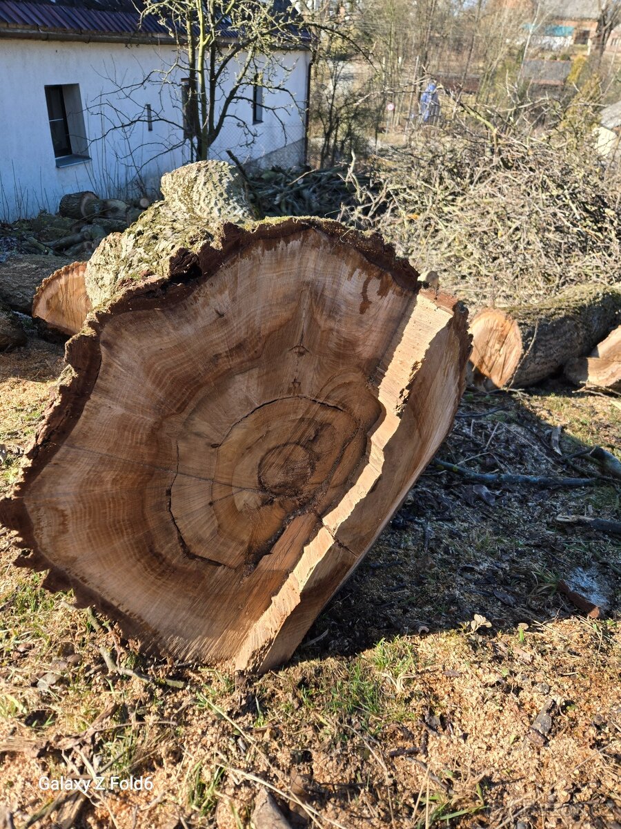 Velký Kmen Ořech - 5