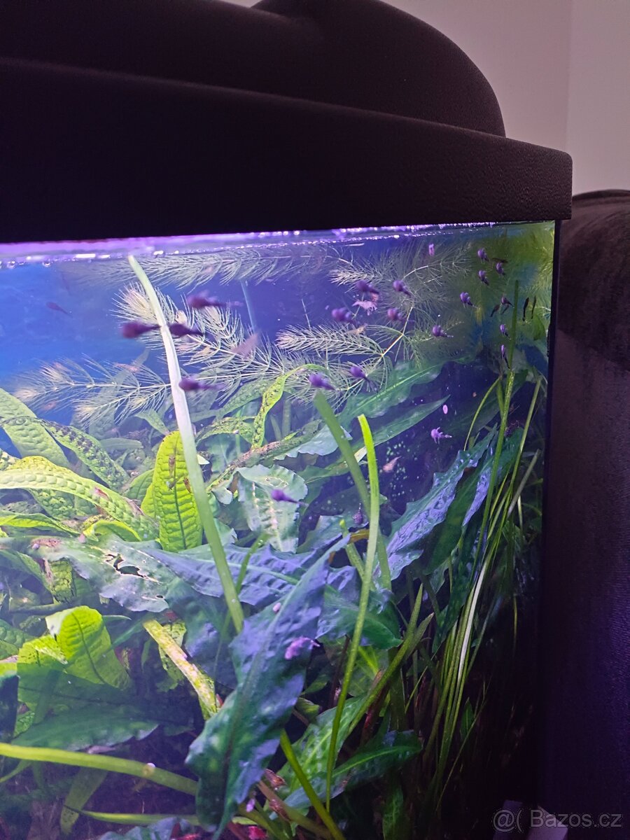 Prodám ancitrusy - 5