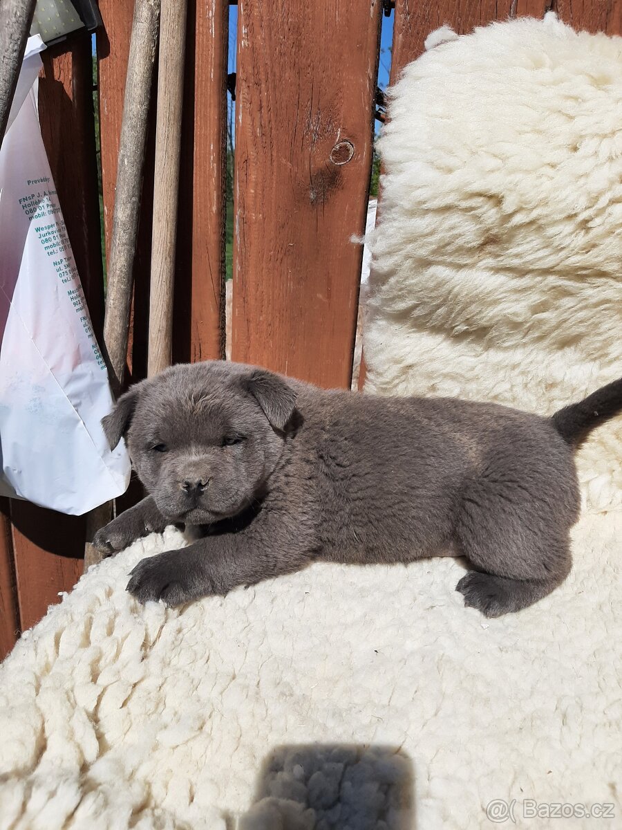 BULLY x CHOW CHOW - 5