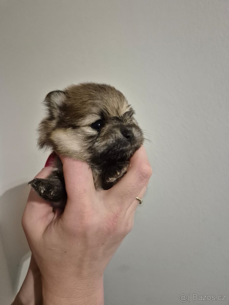 Pomeranian bez PP štéňátka - 5