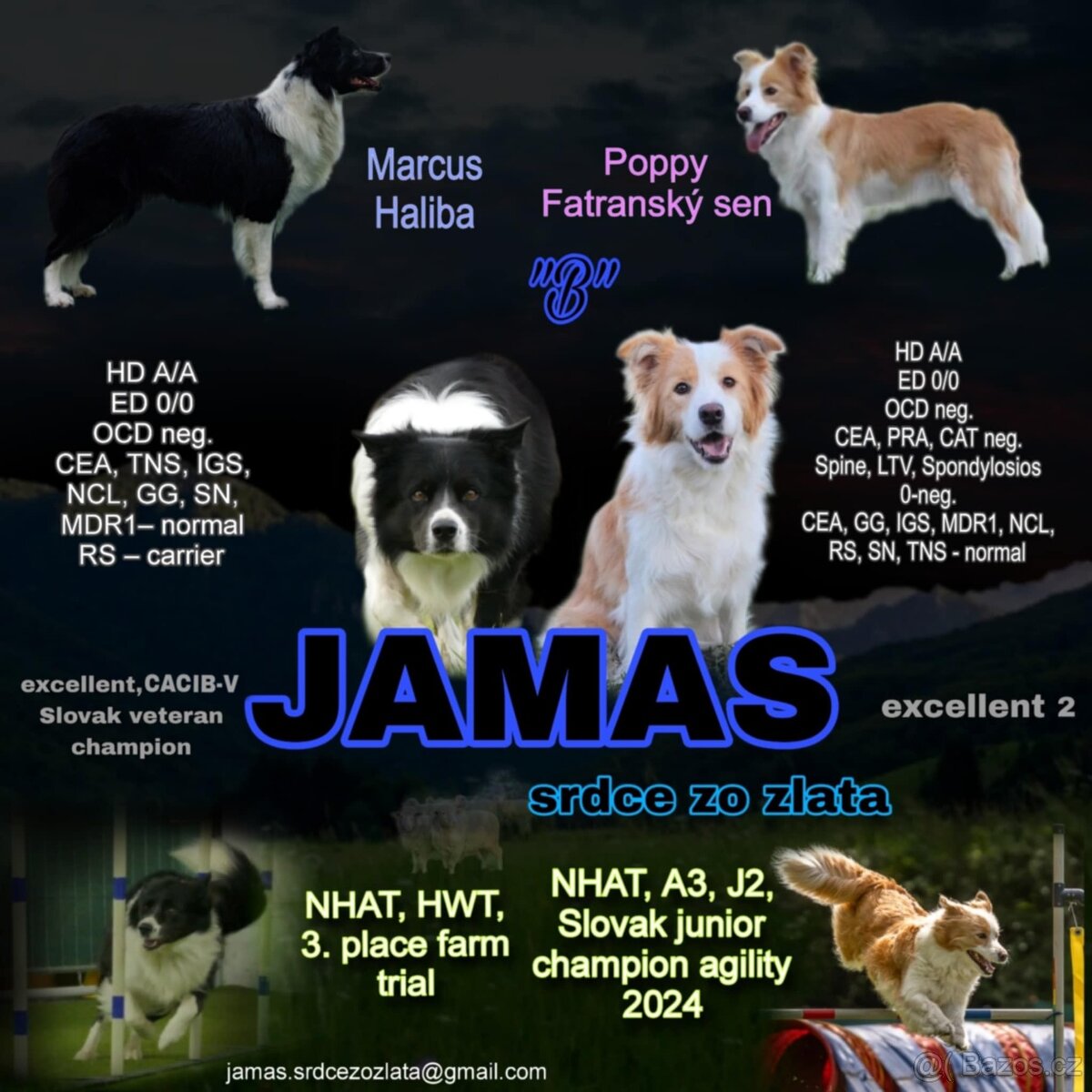 Border kolie s PP - 5