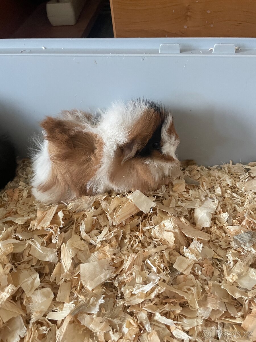 Morče, morčata - 5