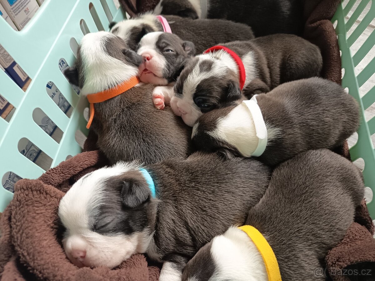 Bostonský teriér Silber El Kladruby - 5