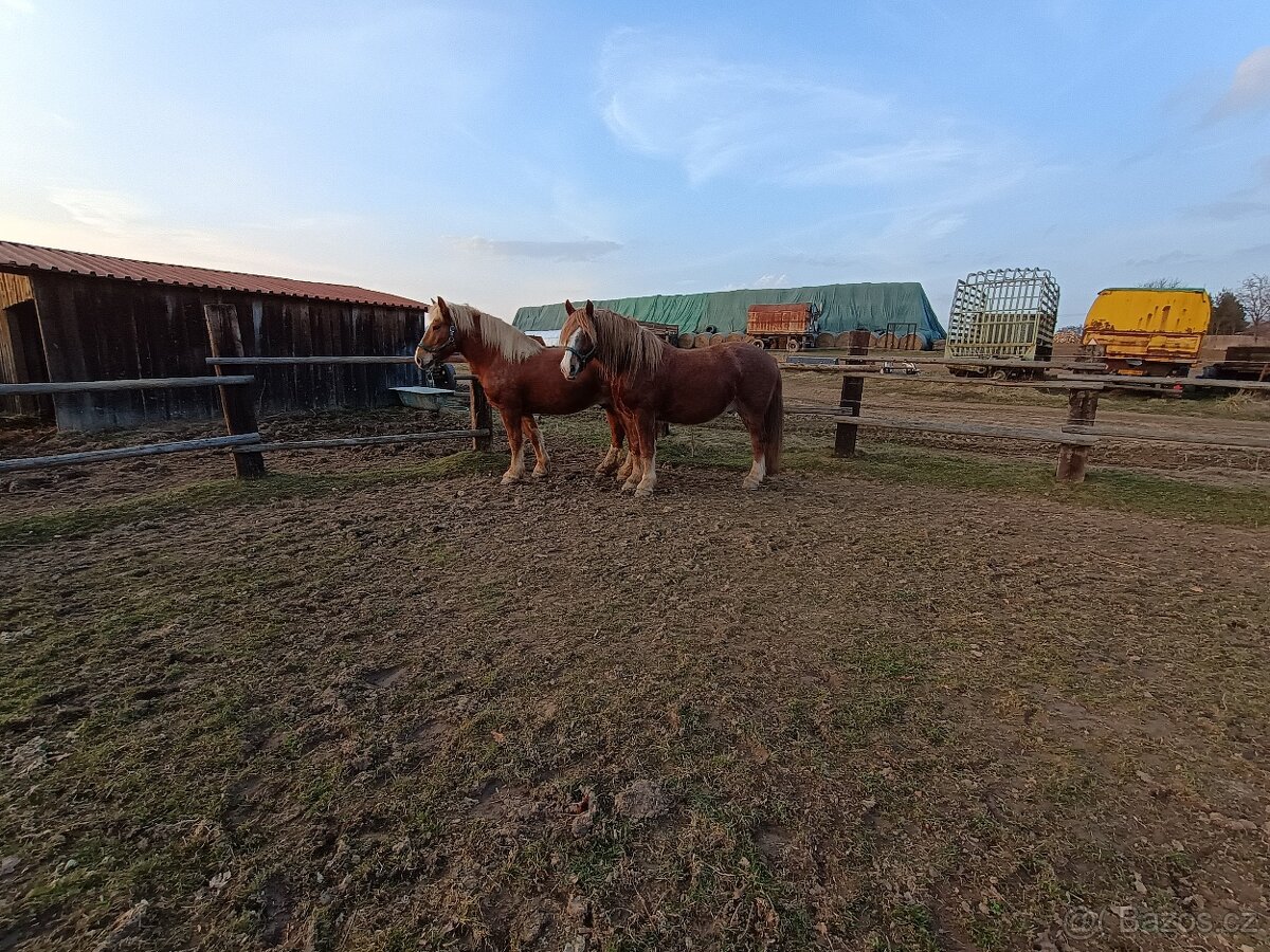 Prodám 2 valachy ČMB - 5