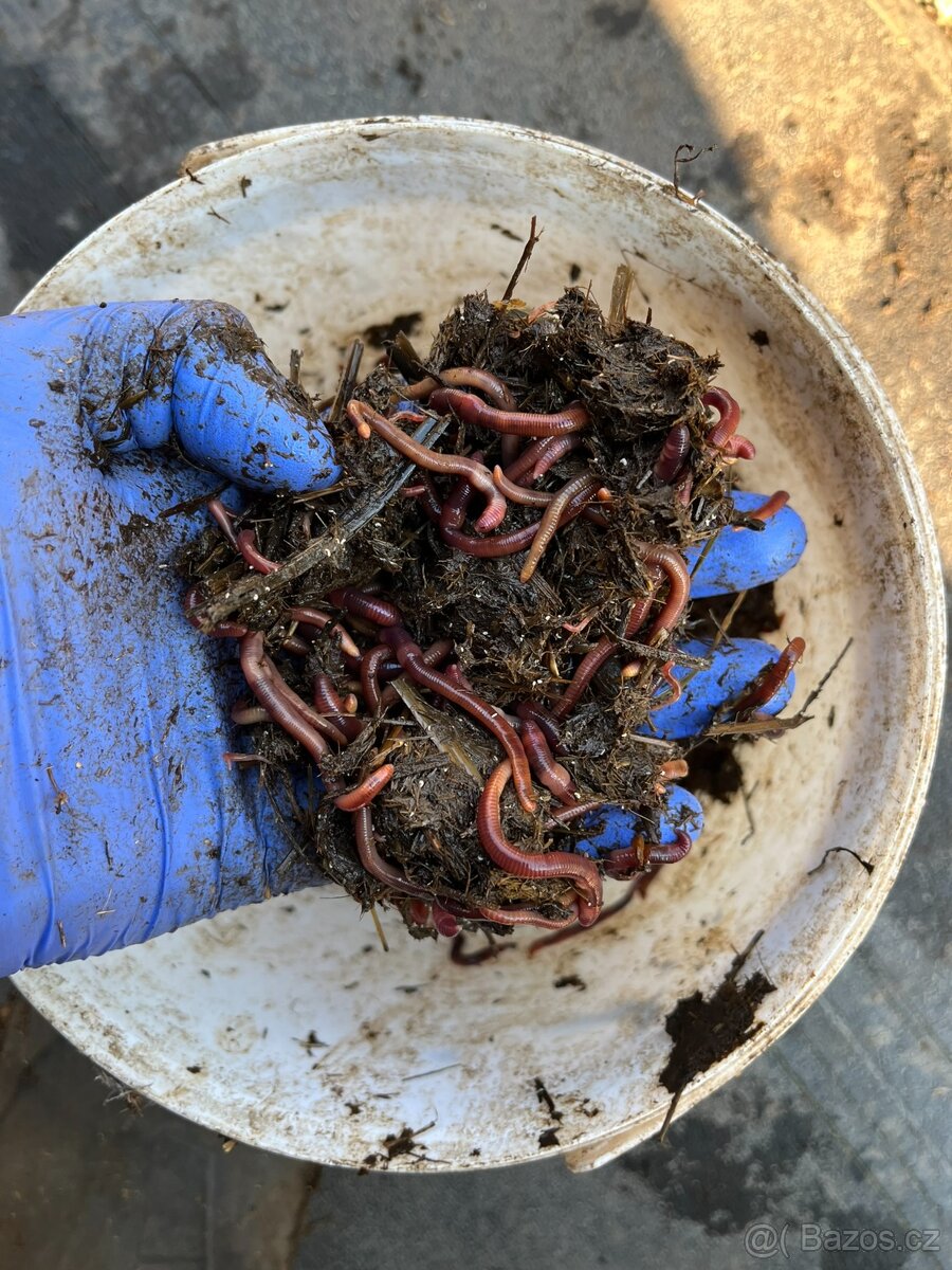 Kalifornské a Hnojní Žížaly - 5