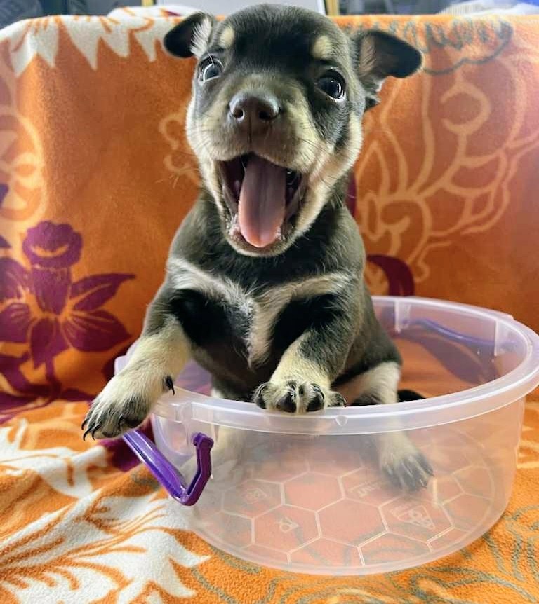 Čivava štěňátka kluci - 5