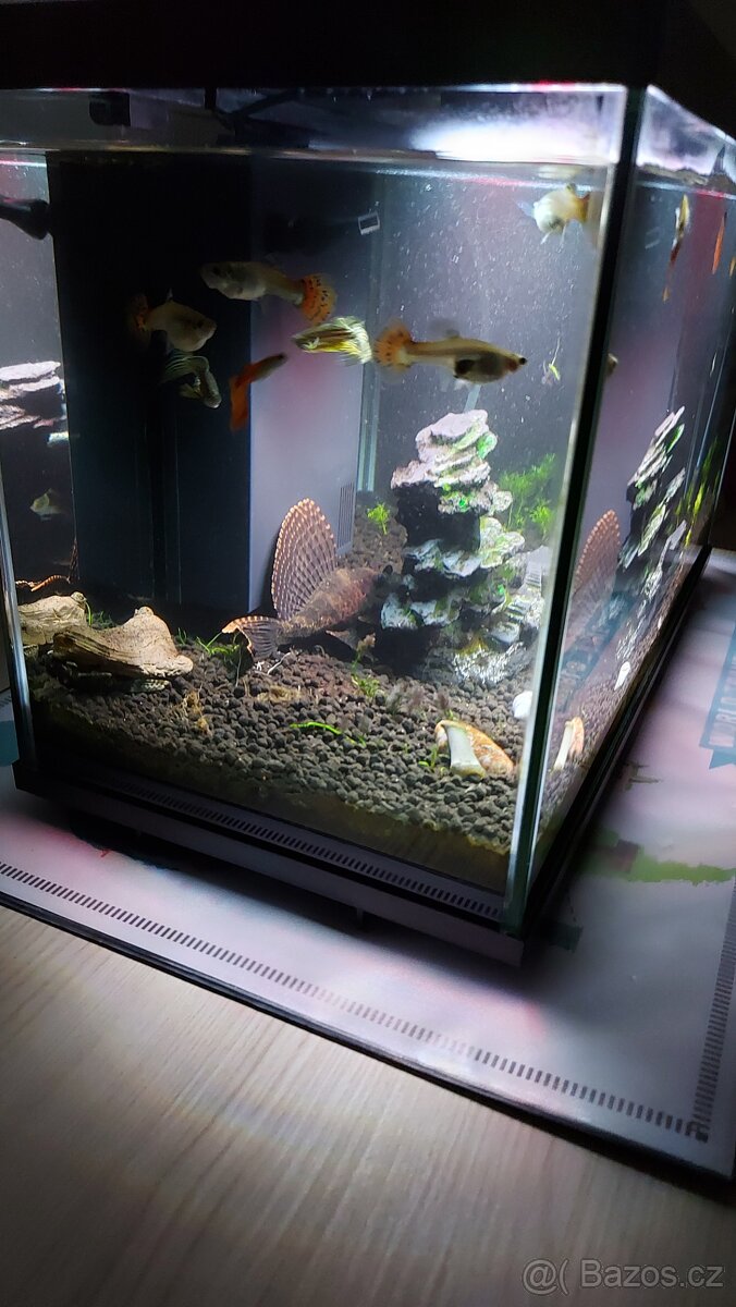 Akvarium s rybami - 5