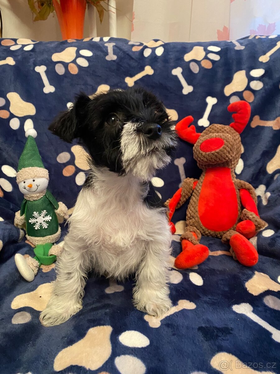 Knírač malý barevný - 5