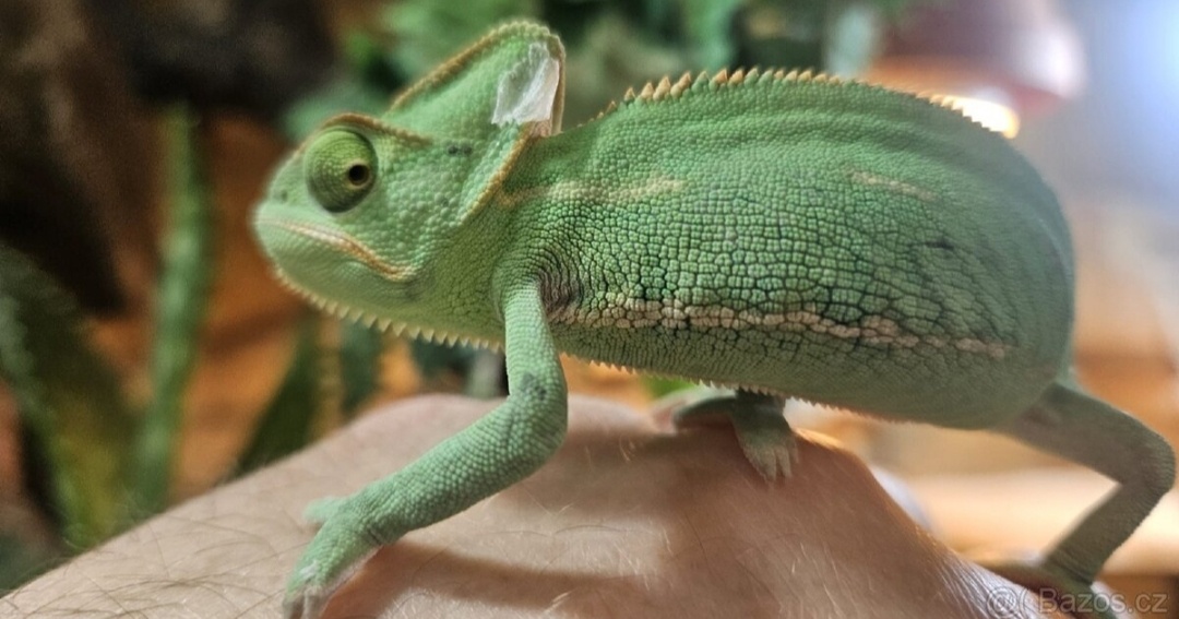 Chameleon jemenský, mláďata - 5