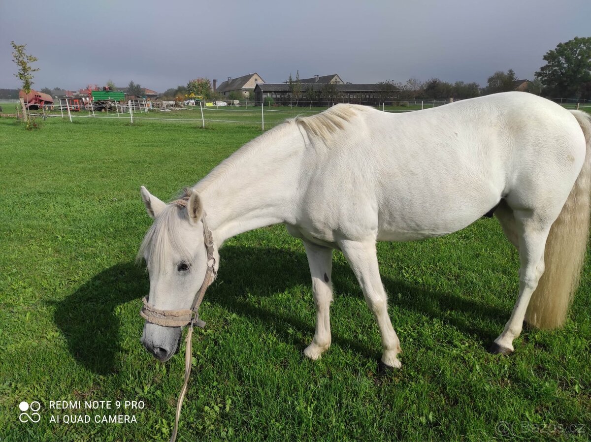 Pony účastník MČR - 5