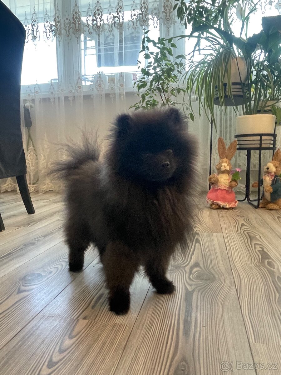 Pomeranian s PP - 5