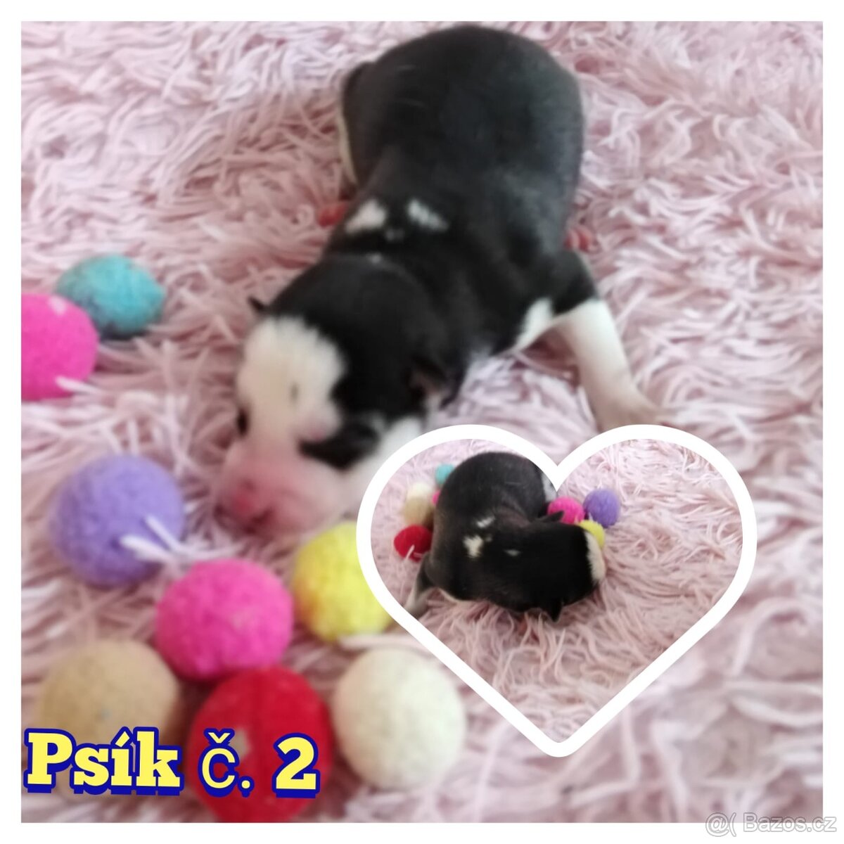 Sibírsky husky hasky - 5