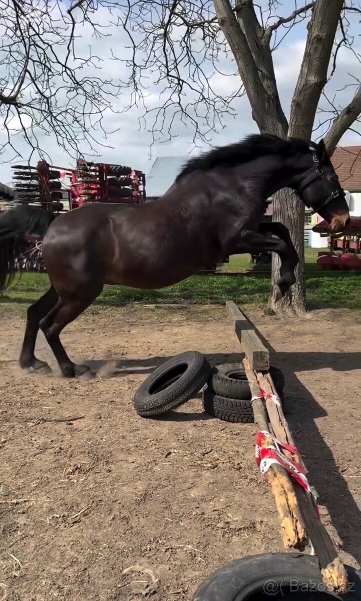 A 1/1 a český teplokrevník - 5