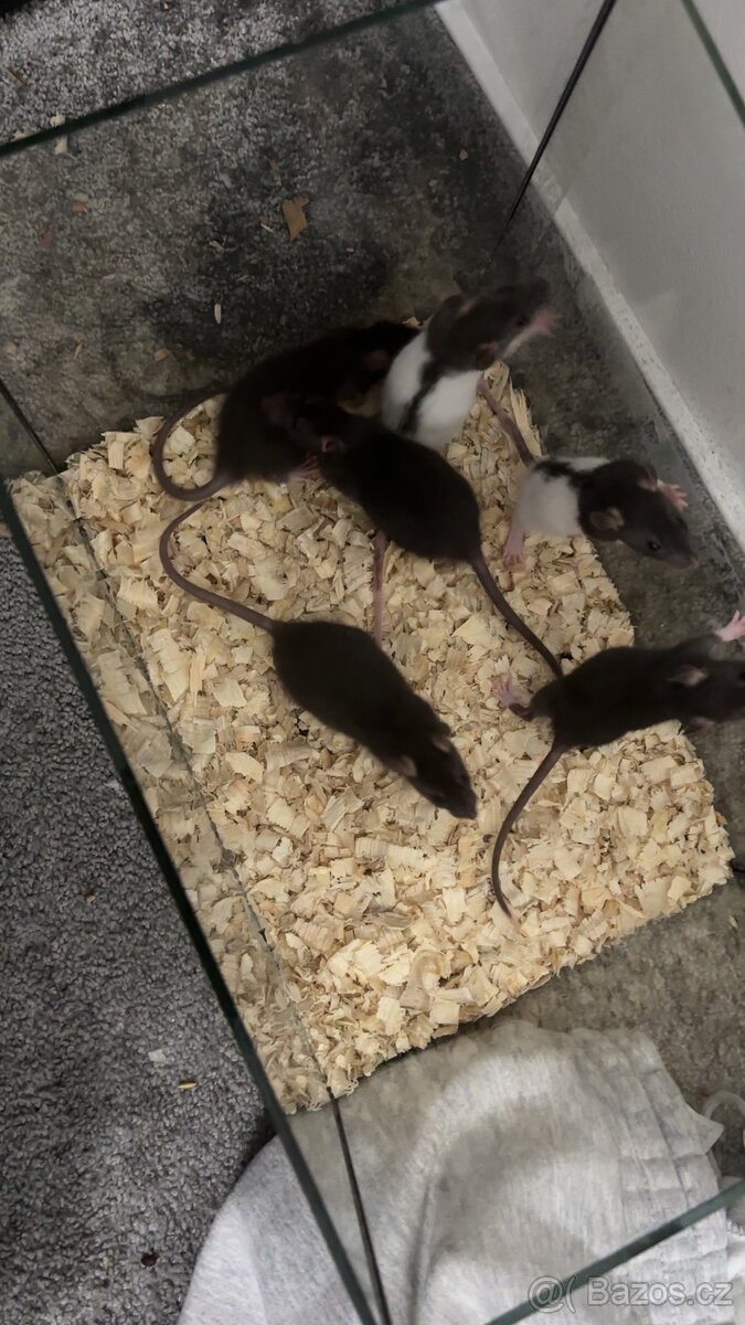 Potkánci k odběru - 5