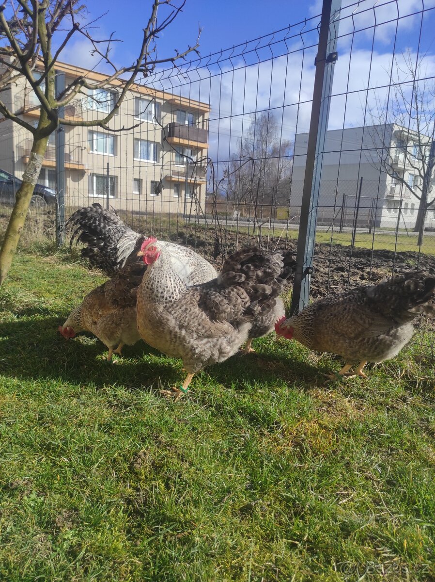 Bielefeld strieborné NV - 5