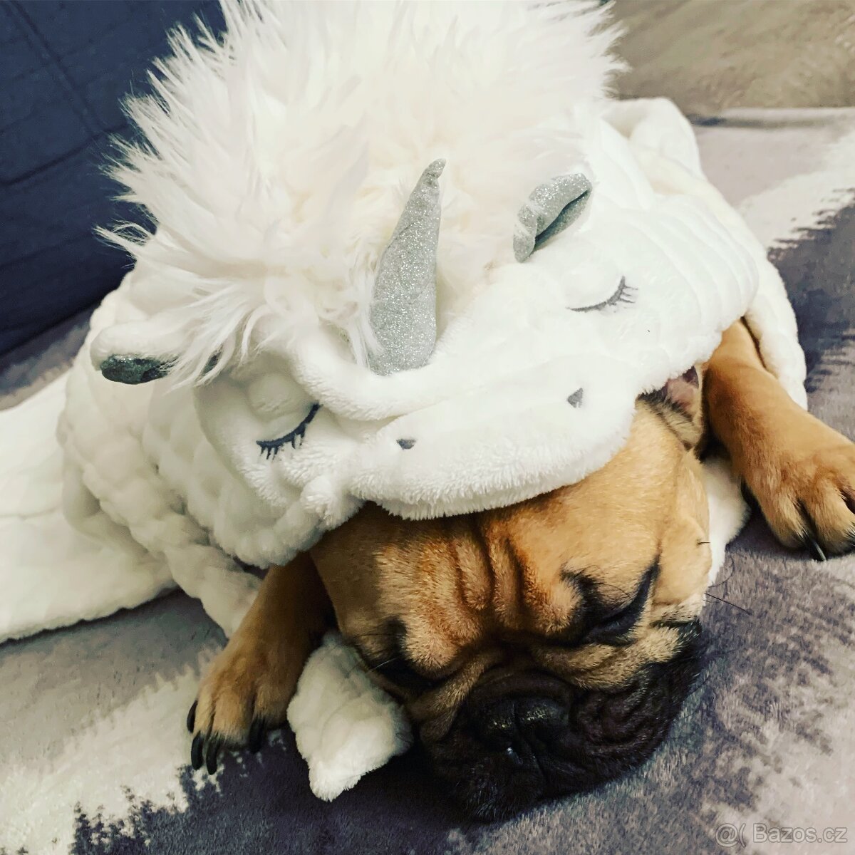 Francouzský buldoček - 5