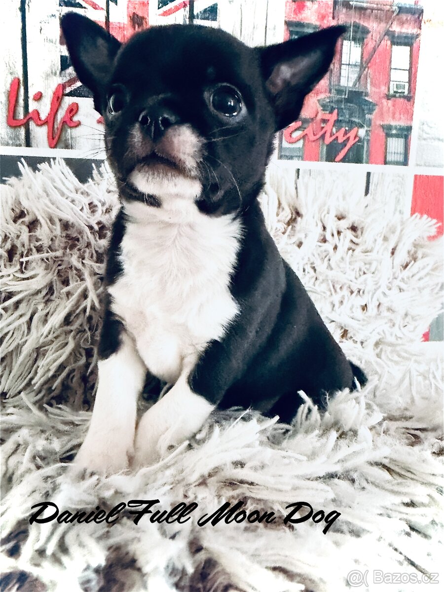 Čivava s PP k rezervaci - 5