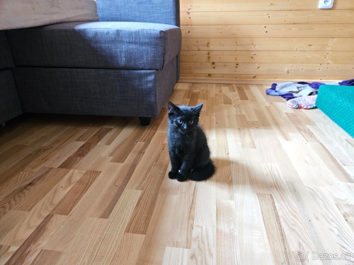 Malý černý Ďáblík hledá nové království. 🐾😺🐾 - 5