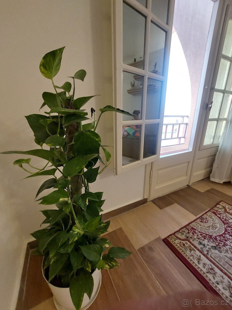 Pronájem apartmánu v Egyptě - 5