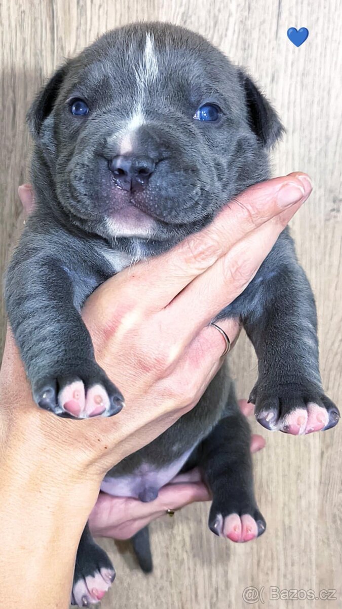 American Bully XL (reg. ABKC) Modrá a Šampaň štěňátka - 5