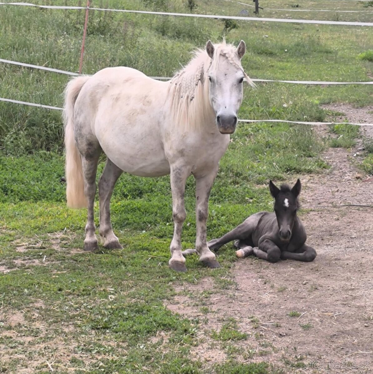 Pony kobylka - 5
