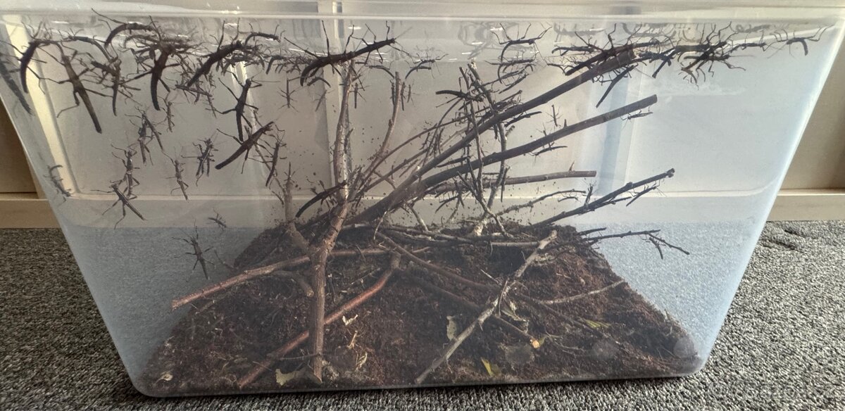 Strašilky Sungaya Inexpectata - 5